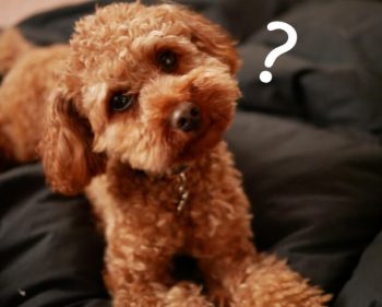 ホワイトリストって？